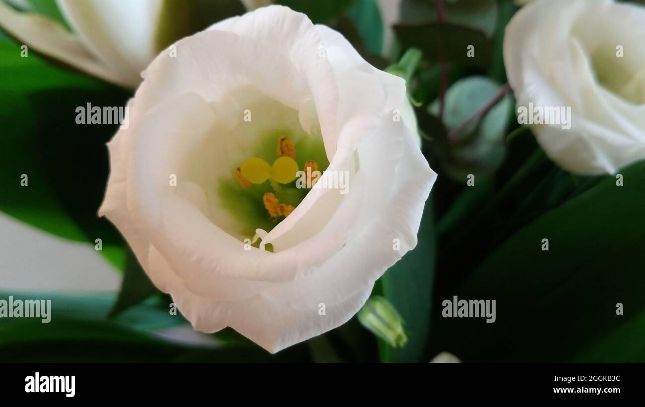 Bleuets blancs tendres du Texas ou bleuets du Texas ou bleuets ou gentiane de prairie ou gentiane de prairie ou lisianthus (Eustoma russellianum) fleurs cl Banque D'Images