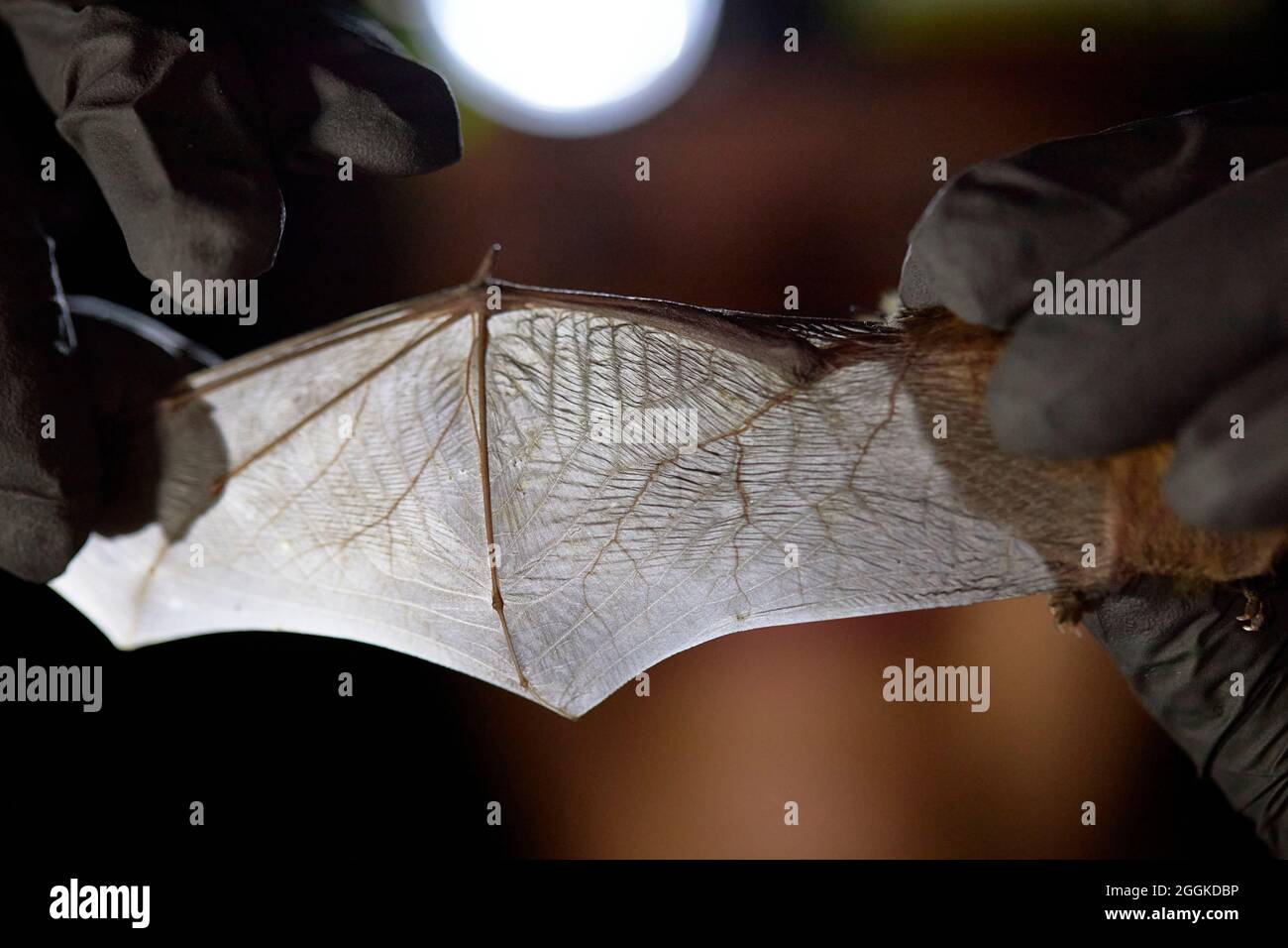 Chauve-souris, ailes, propagation, recherche Banque D'Images