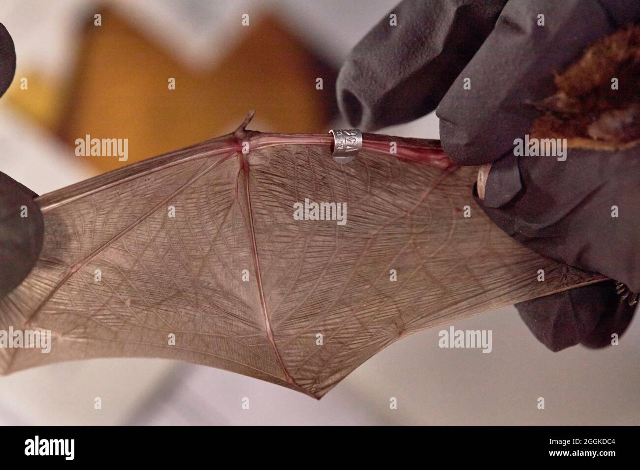 Chauve-souris, ailes, propagation, recherche Banque D'Images