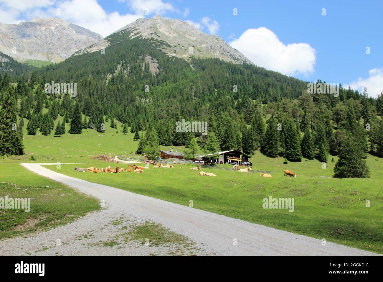 Europe, Autriche, Tyrol, Leutasch, vallée de Leutasch, Gaistal, Gaistalalm, rêve, vaches en pâturage, en arrière-plan le Predigtstuhl (Predigtstein) 2234m Banque D'Images