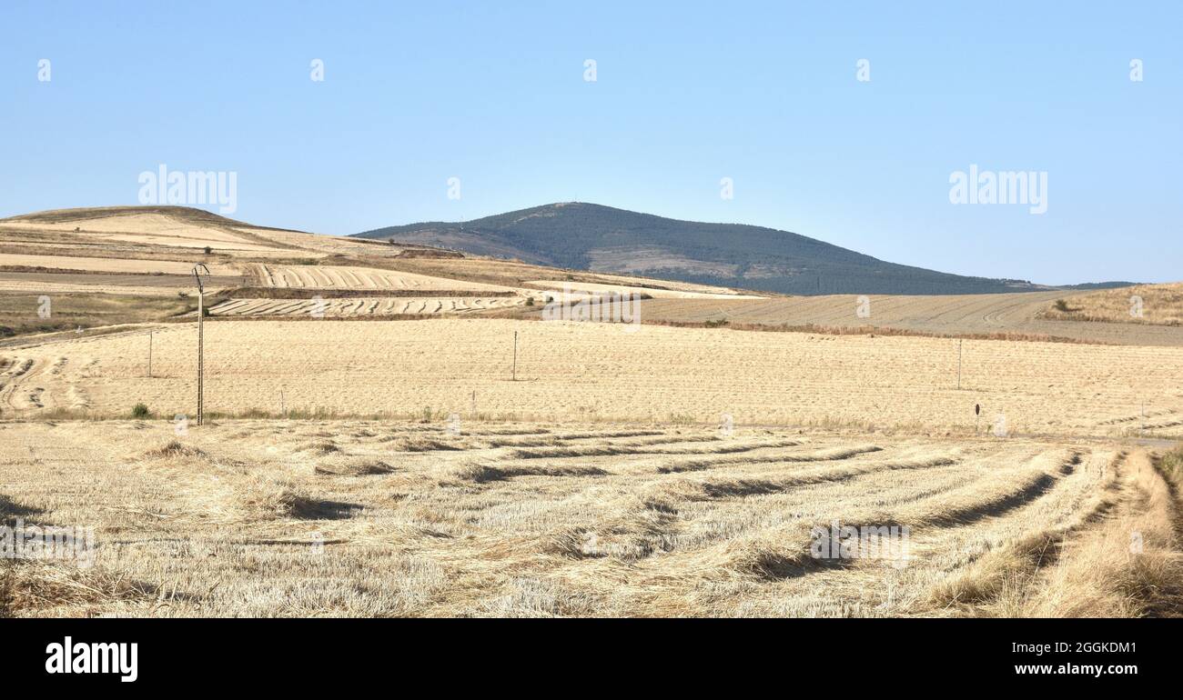 Champs de céréales fraîchement récoltés. Province de Soria, Espagne Banque D'Images