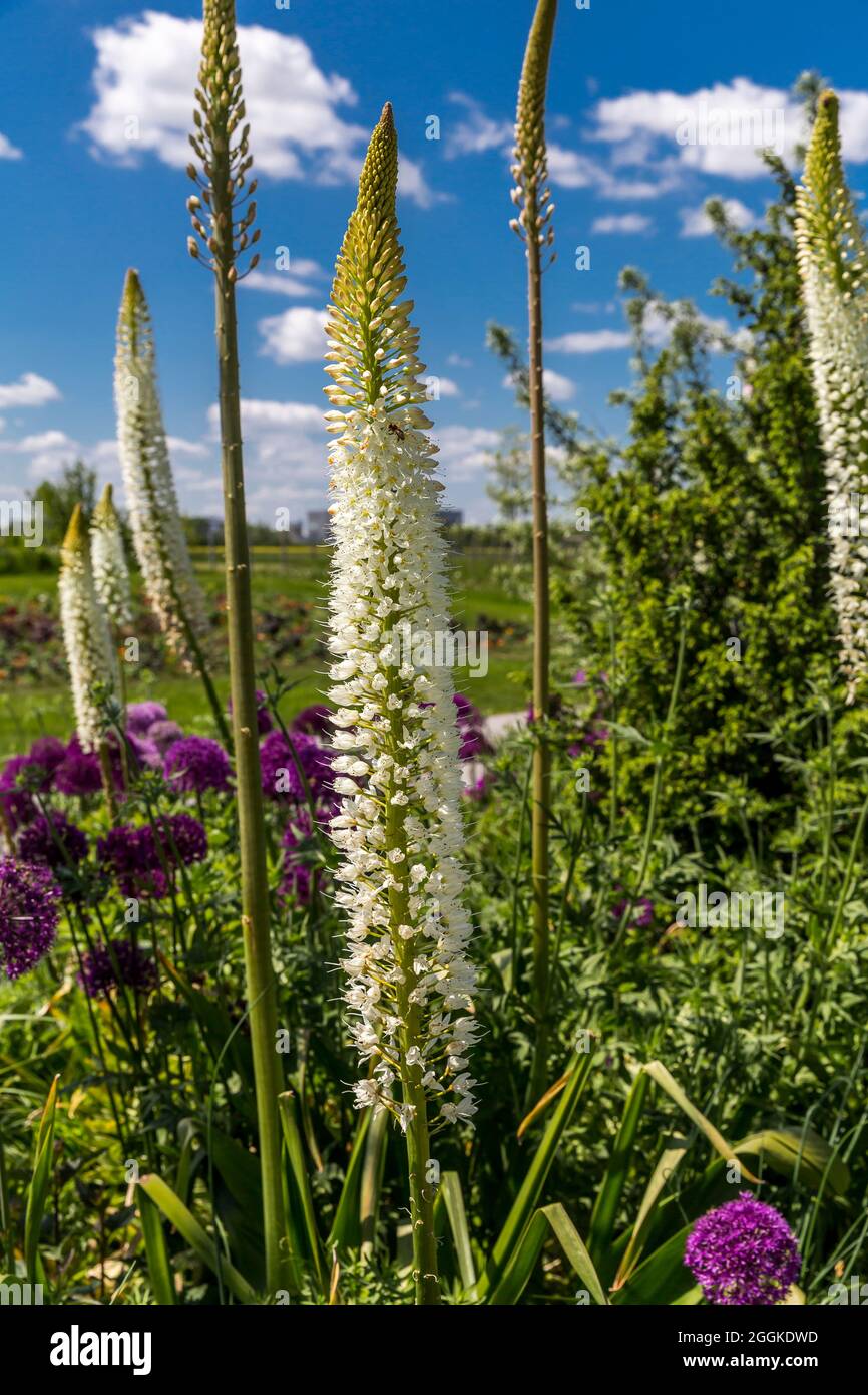 Bougie steppe géante, Eremurus robustus, inspiration nature, exposition du jardin d'État, Ingolstadt 2020, New Term 2021, Ingolstadt, Bavière, Allemagne, Europe Banque D'Images