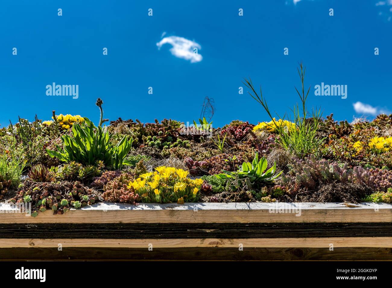 Toit planté d'un hangar à outils, inspiration nature, salon du jardin d'État, Ingolstadt 2020, nouveau terme 2021, Ingolstadt, Bavière, Allemagne, Europe Banque D'Images