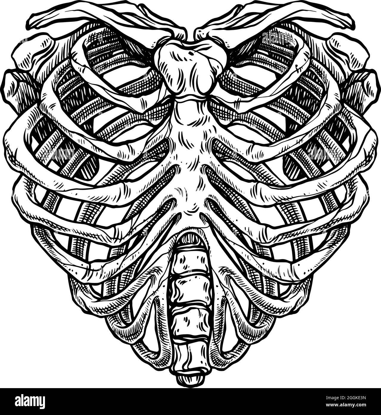 Illustration de la cage thoracique en forme de coeur squelette Illustration de Vecteur
