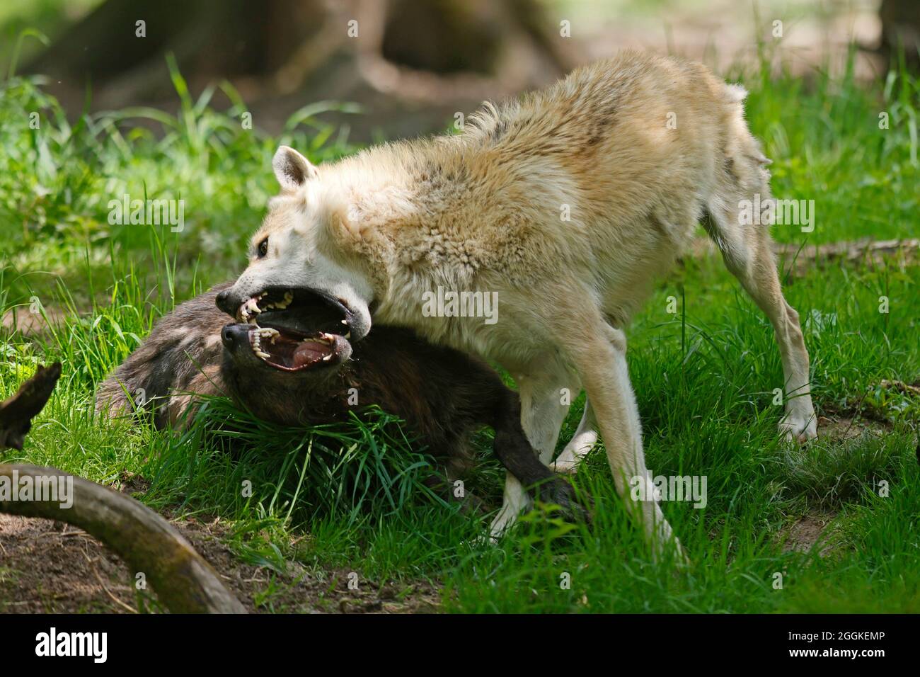 Loup à bois, loup américain (Canis lupus occidentalis) classé rébuque par Leitwolf, Allemagne Banque D'Images