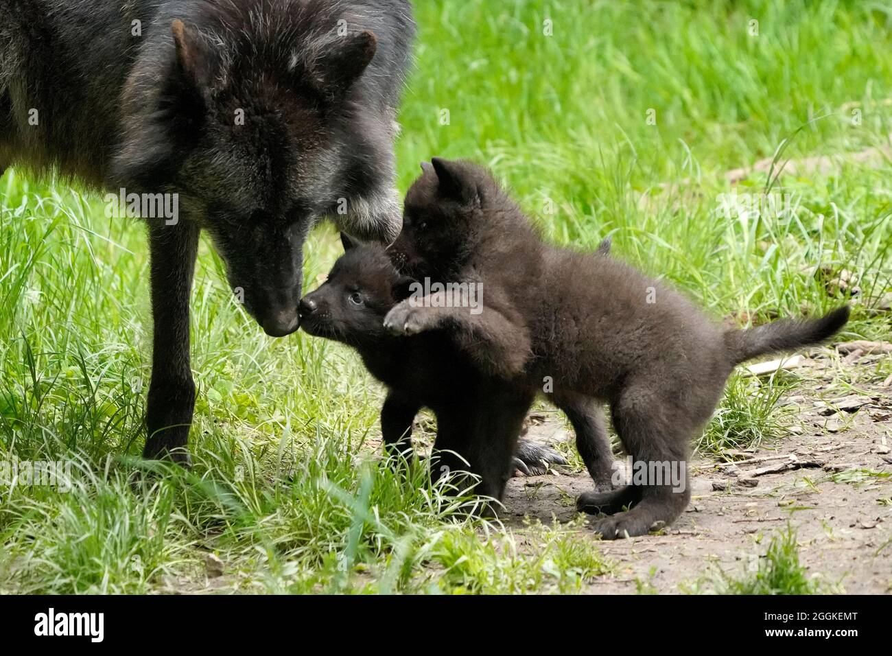 Loup à bois, loup américain (Canis lupus occidentalis), chiot avec un vieux  animal à la terrier, Allemagne Photo Stock - Alamy