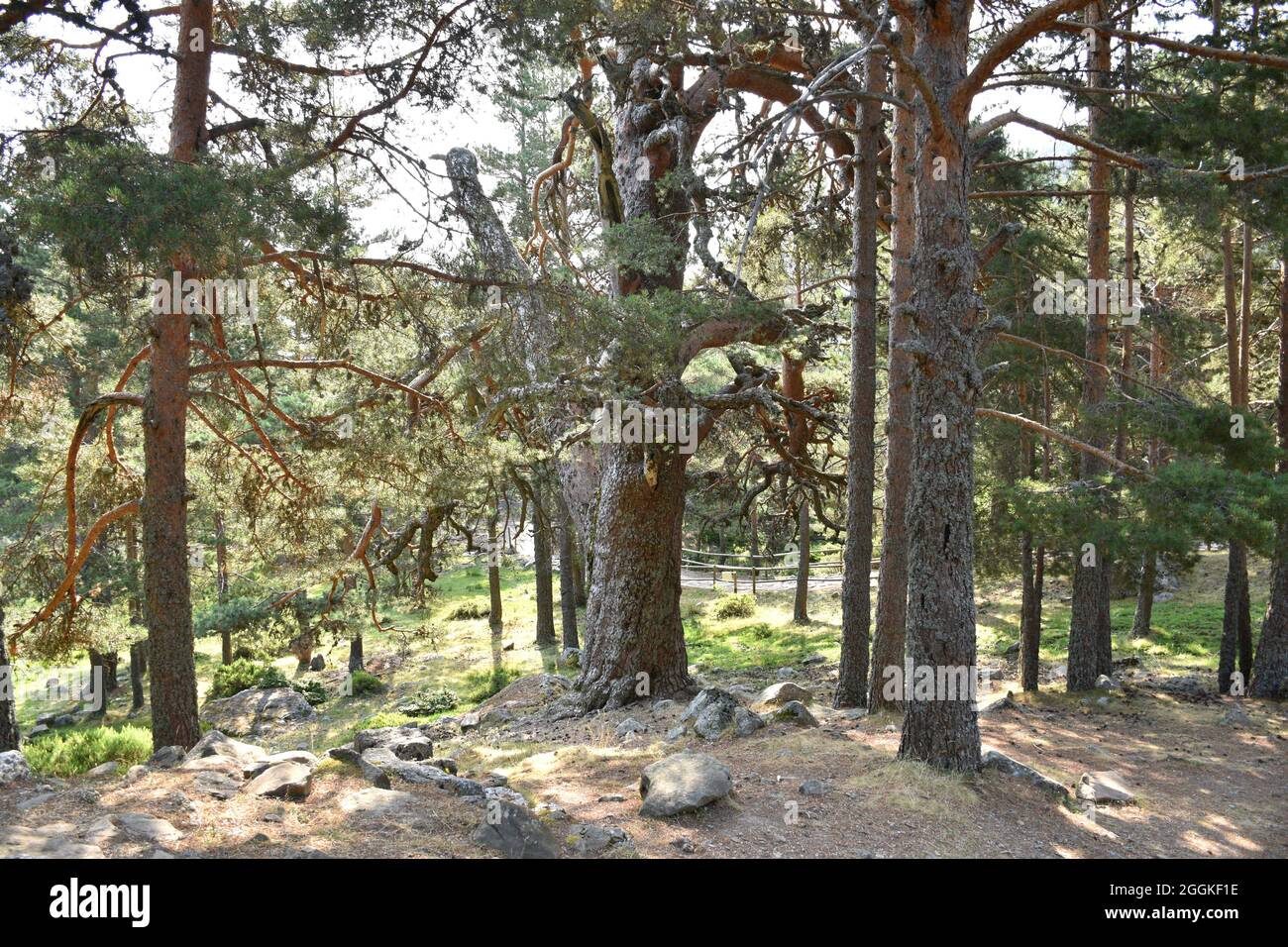 Pins écossais (Pinus sylvestris) illuminés par les rayons du soleil au lever du soleil. Spécimens situés dans le lagon noir de Soria, Espagne. Banque D'Images