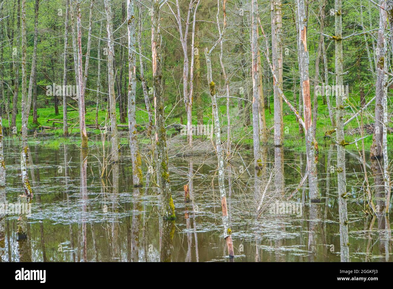 Réserve naturelle avec marais et bois mort Banque D'Images