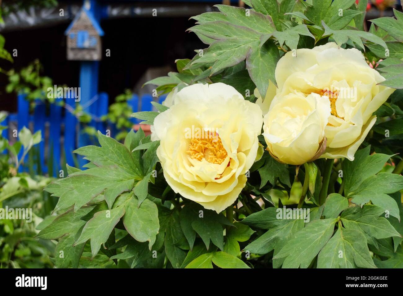 Pivoine d'arbre (Paeonia suffruticosa) sur la clôture Banque D'Images
