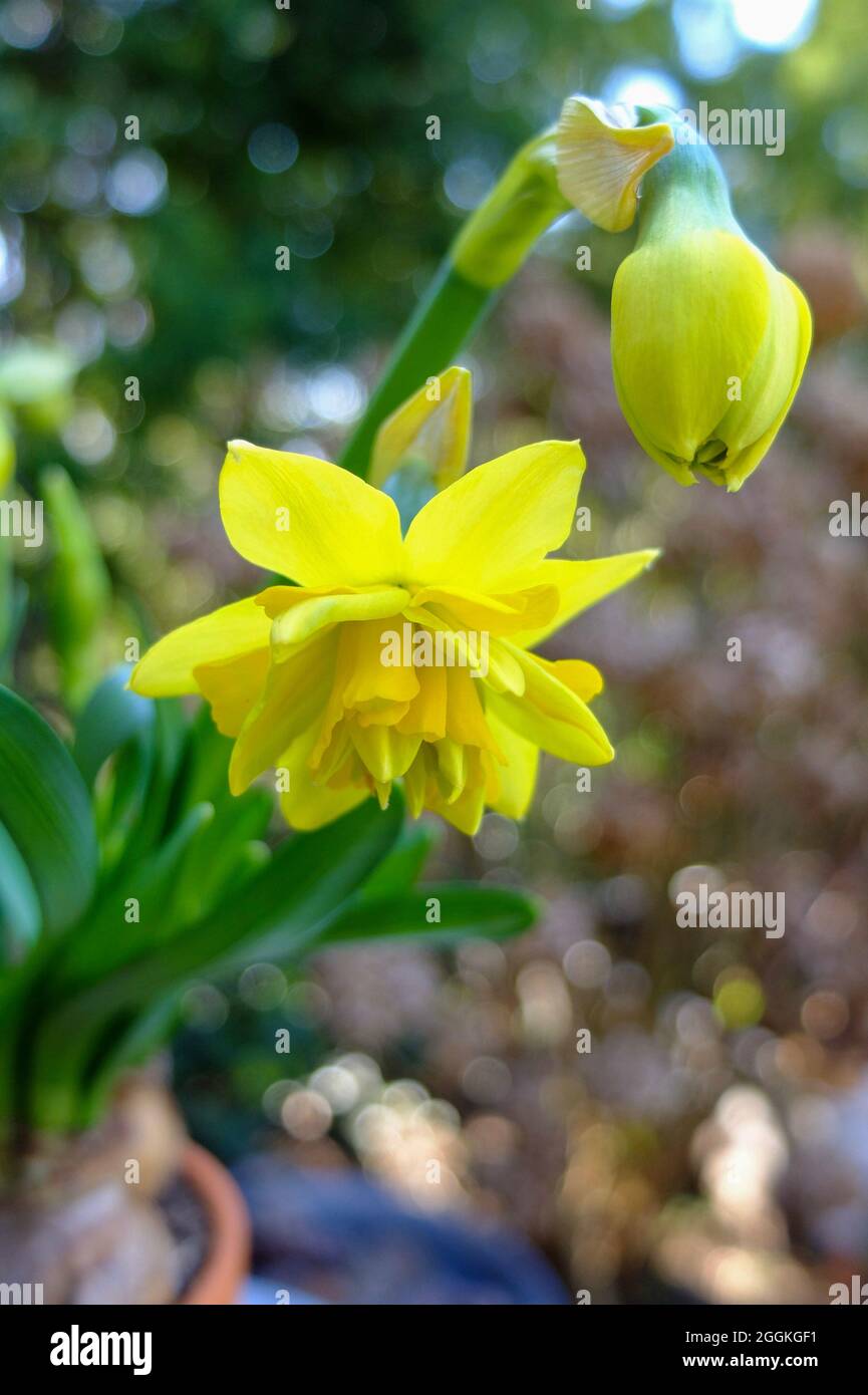 Double daffodil nain (Narcissus cyclamineus) 'Tete Boucle' Banque D'Images