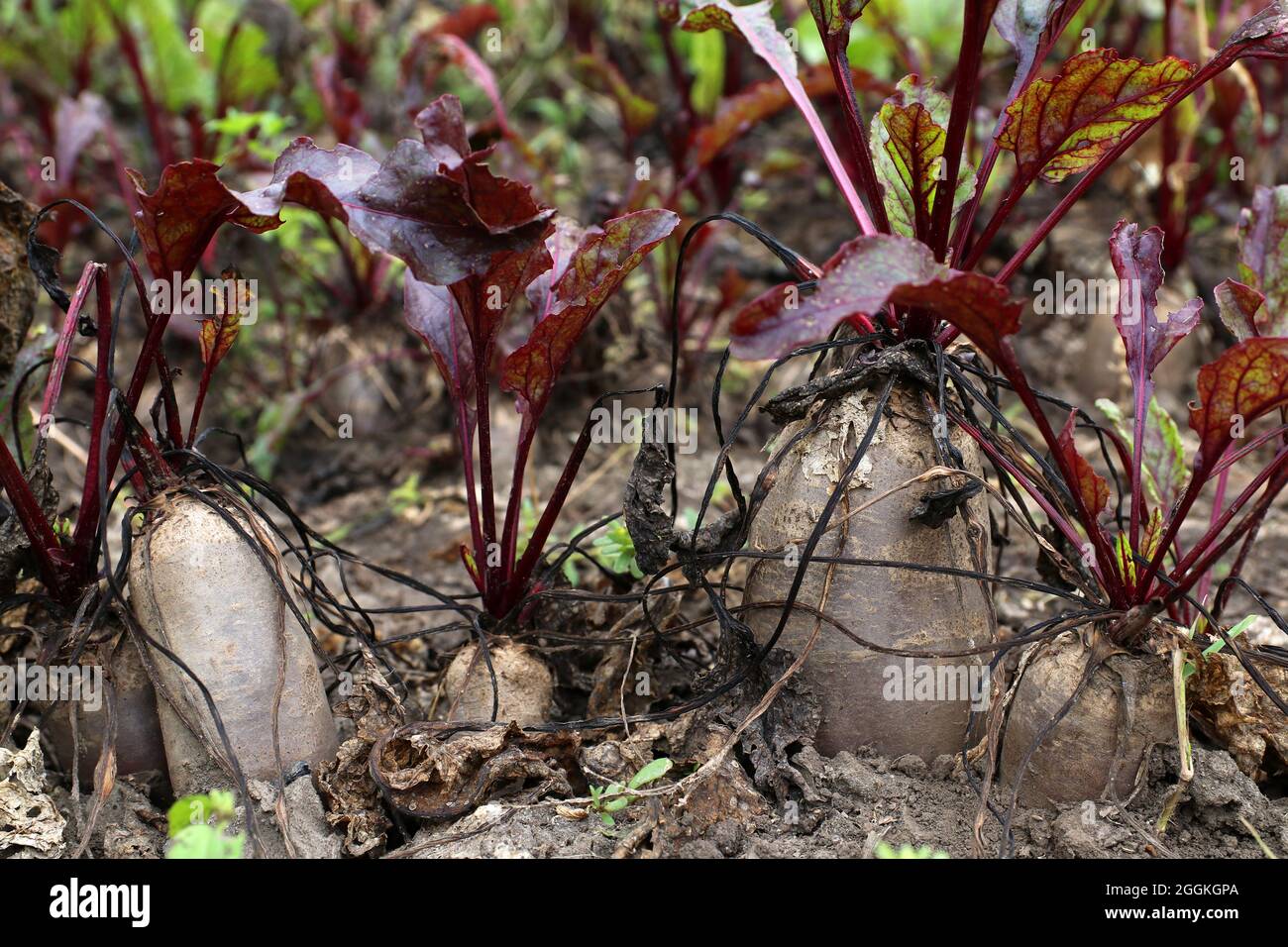 Récoltez des betteraves dans un champ de ferme. Les betteraves sortent du jardin. Banque D'Images