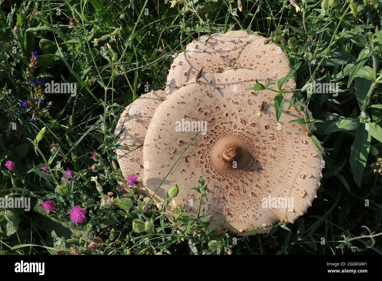 Un énorme champignon blanc pousse sur un champ vert. Banque D'Images