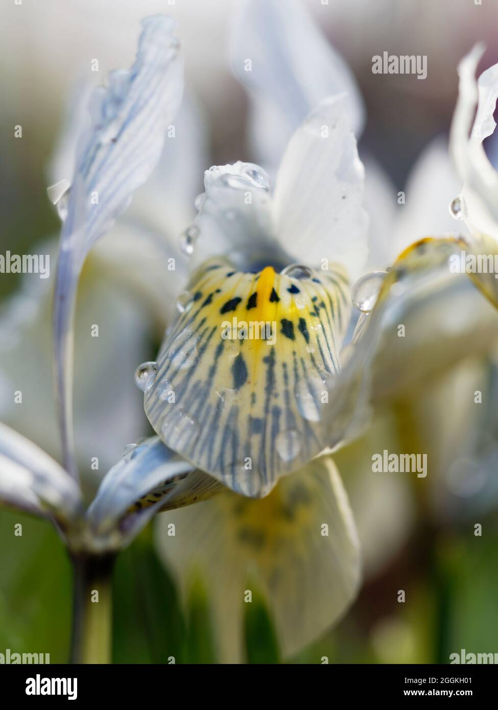 Iris nain, Iris nain, Iris réticulata Banque D'Images