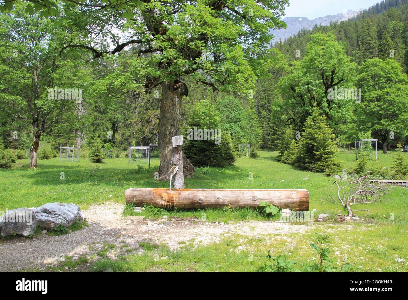 Kleiner Ahornboden, Berg-Ahorn, Karwendel, Tyrol, Autriche Banque D'Images