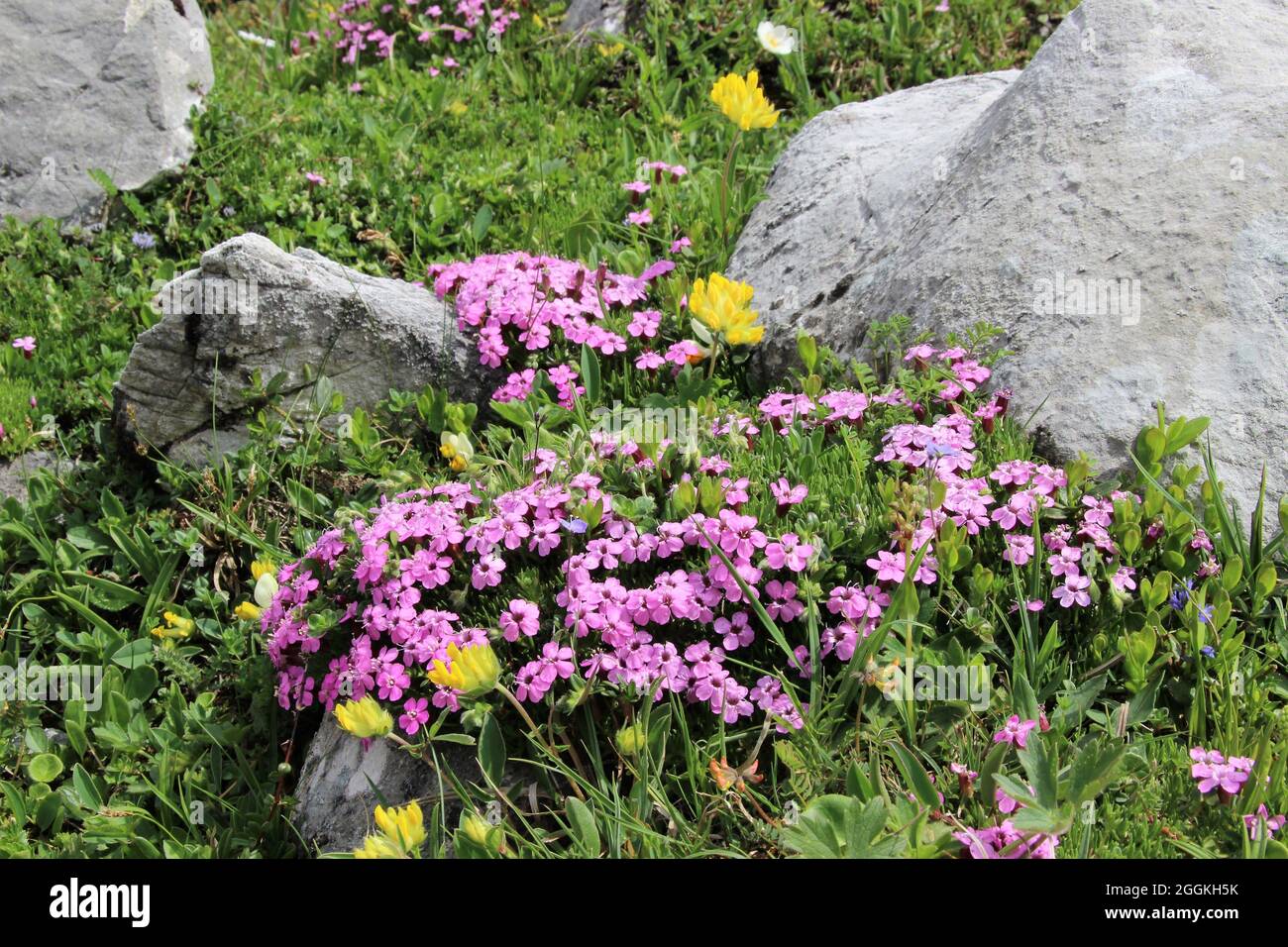 Impressionnante prairie de fleurs alpines avec clou de girofle ou mouche à tige (Silene acaulis), trèfle alpine, Anthyllis vulneraria ssp.alpestris, montagnes Karwendel, Tyrol, Autriche Banque D'Images