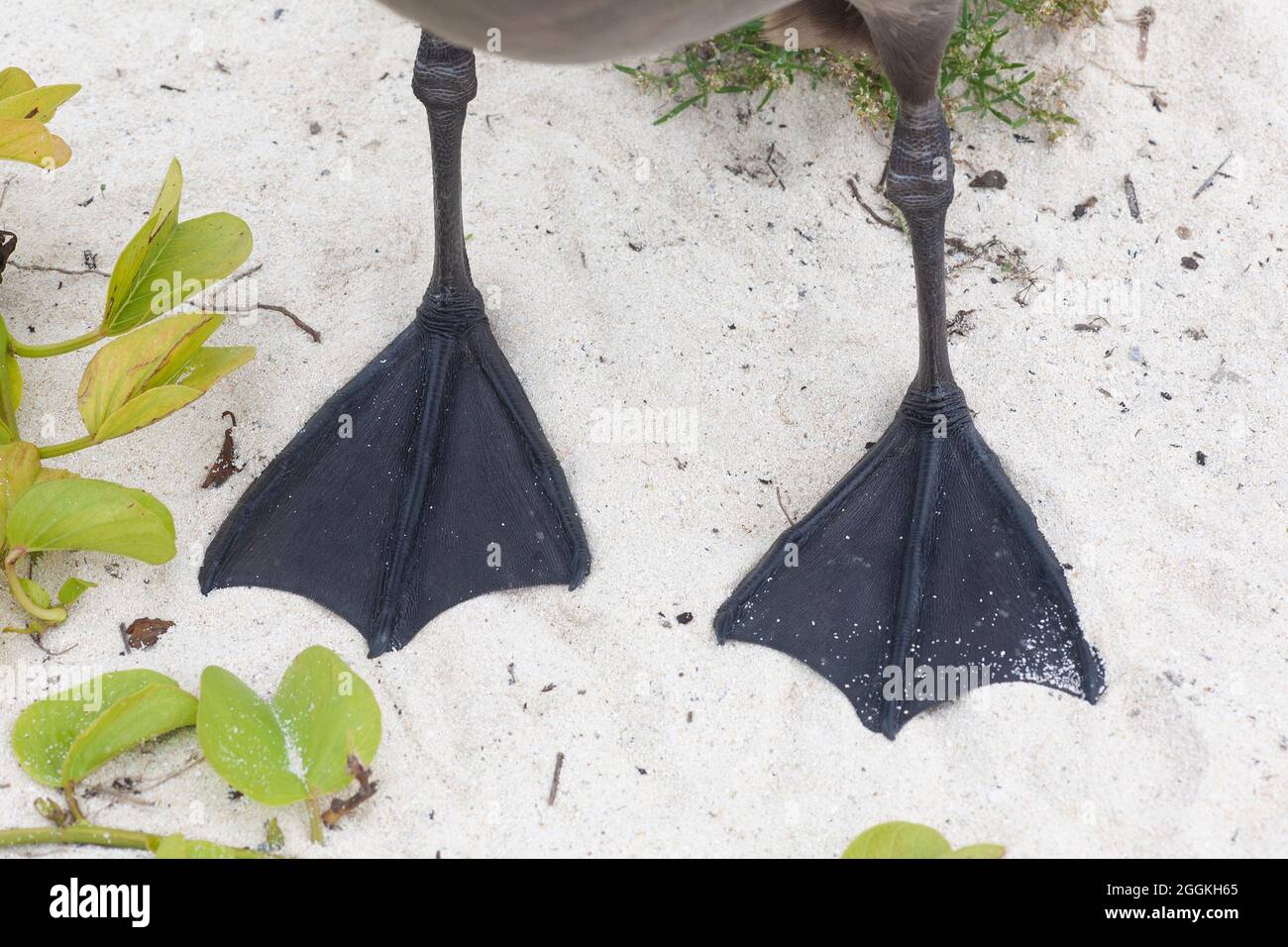 Albatros à pieds noirs en gros plan des pieds de lit sur le sable de la plage. (Phoebastria nigripes) Banque D'Images