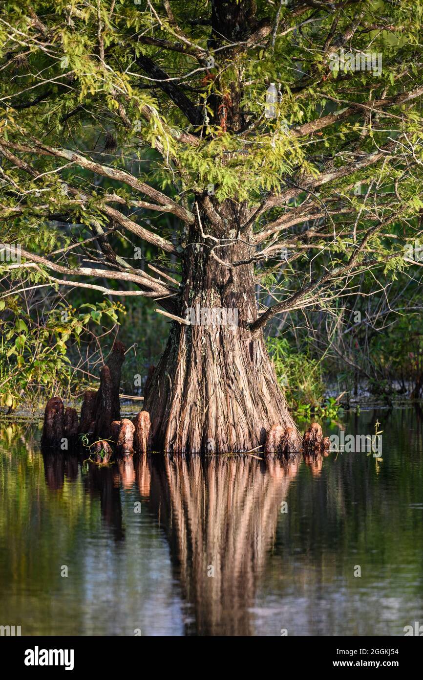 Contrefort d'un cyprès de Bald géant (Taxodium distichum) debout dans l'eau. Houston, Texas, États-Unis. Banque D'Images