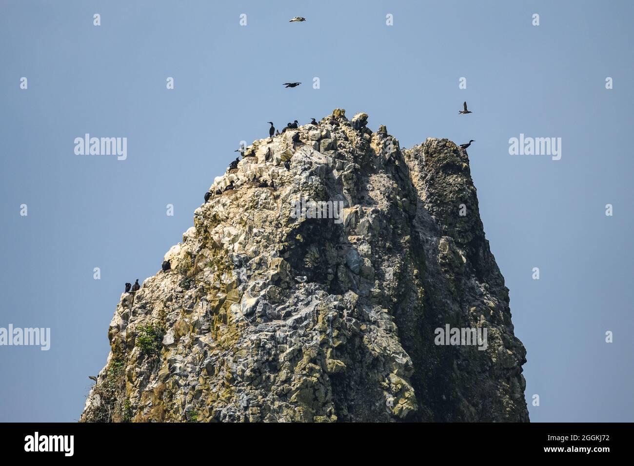 Les oiseaux de mer colonisent les rochers au large de la côte de l'Oregon, aux États-Unis. Banque D'Images