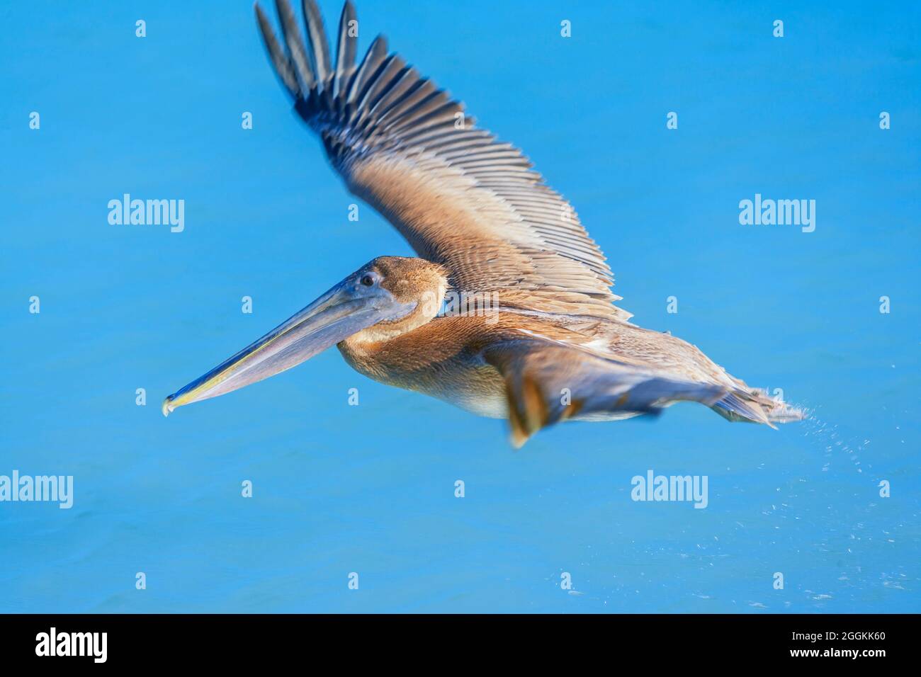 Pélican brun (Pelecanus occidentalis) en vol, Key West, Floride, États-Unis Banque D'Images