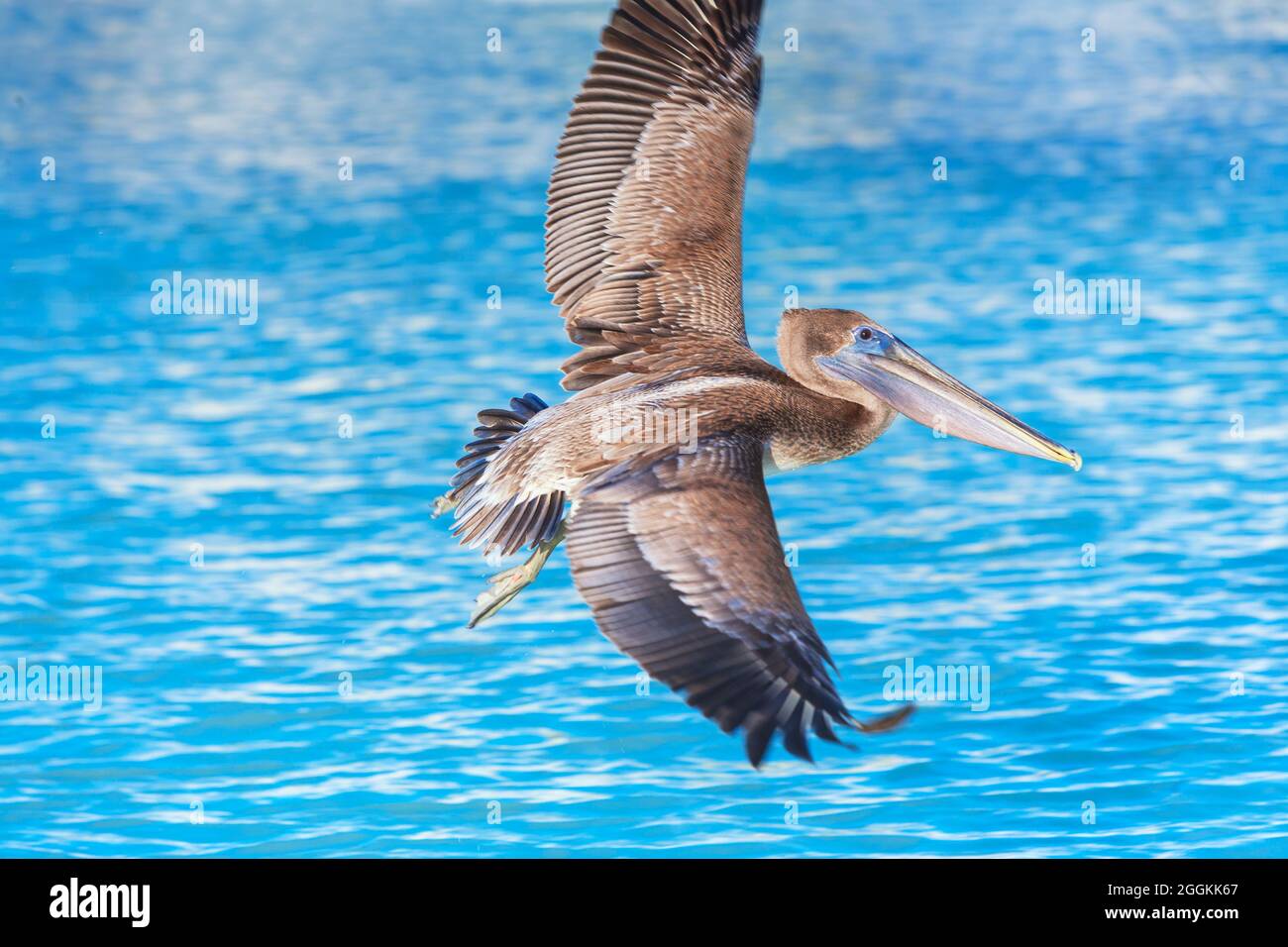 Pélican brun (Pelecanus occidentalis) en vol, Key West, Floride, États-Unis Banque D'Images
