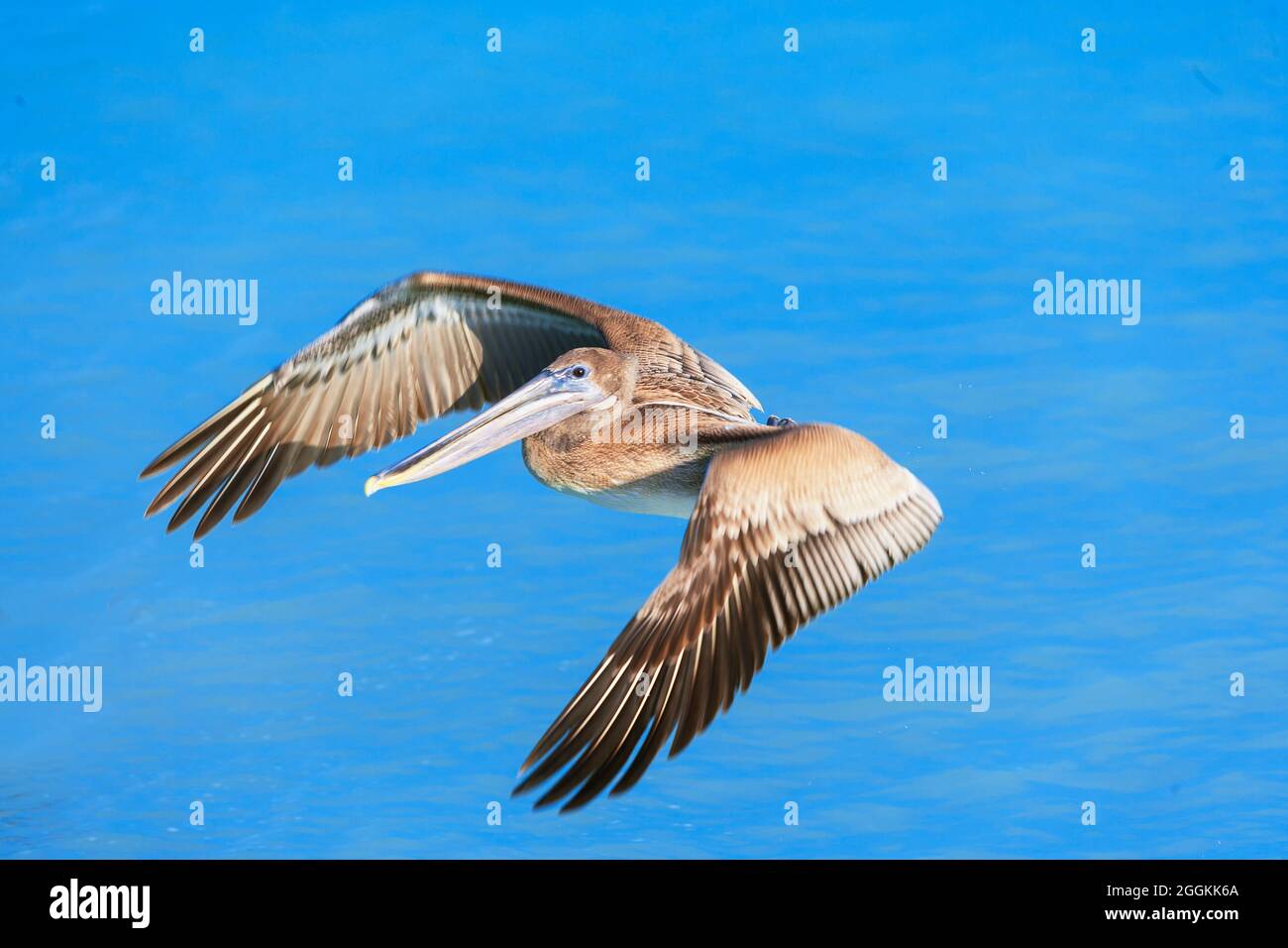Pélican brun (Pelecanus occidentalis) en vol, Key West, Floride, États-Unis Banque D'Images