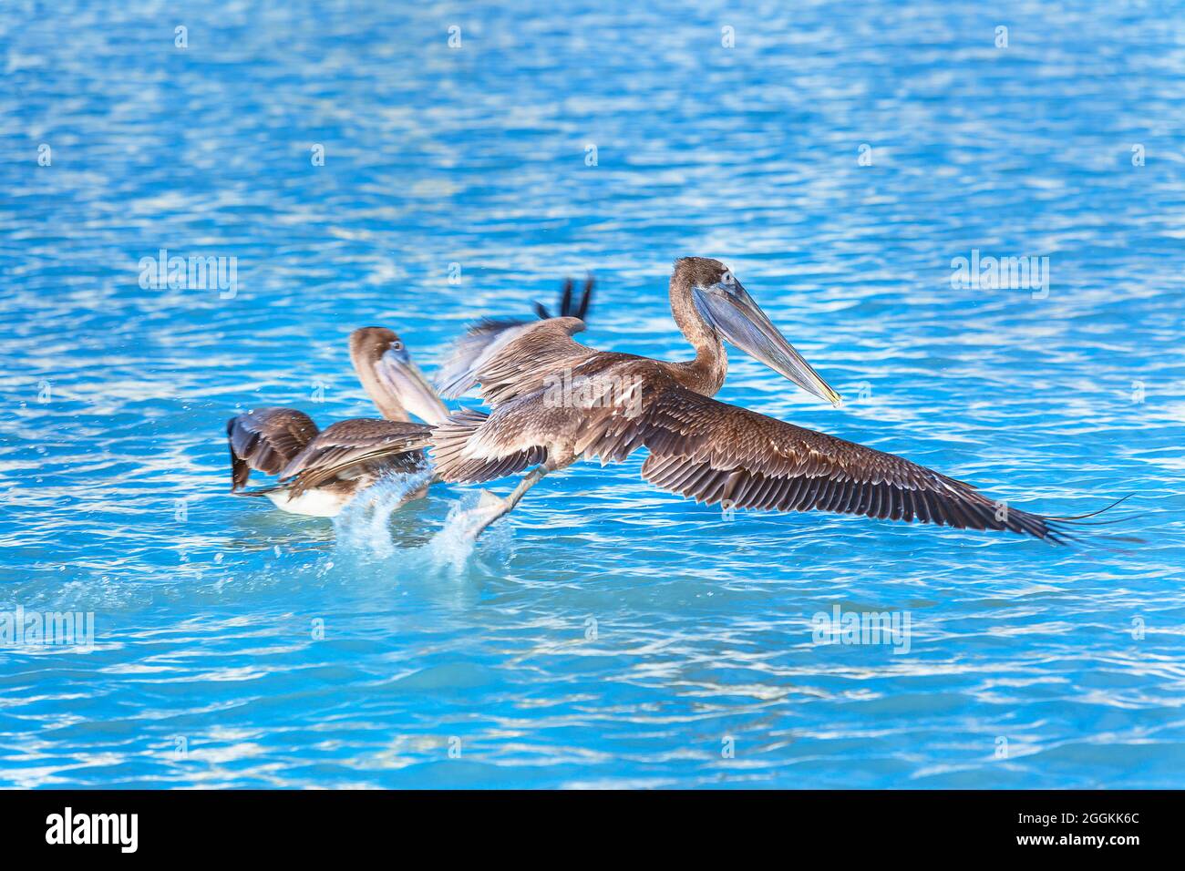 Pélican brun (Pelecanus occidentalis) départ du vol, Key West, Floride, États-Unis Banque D'Images