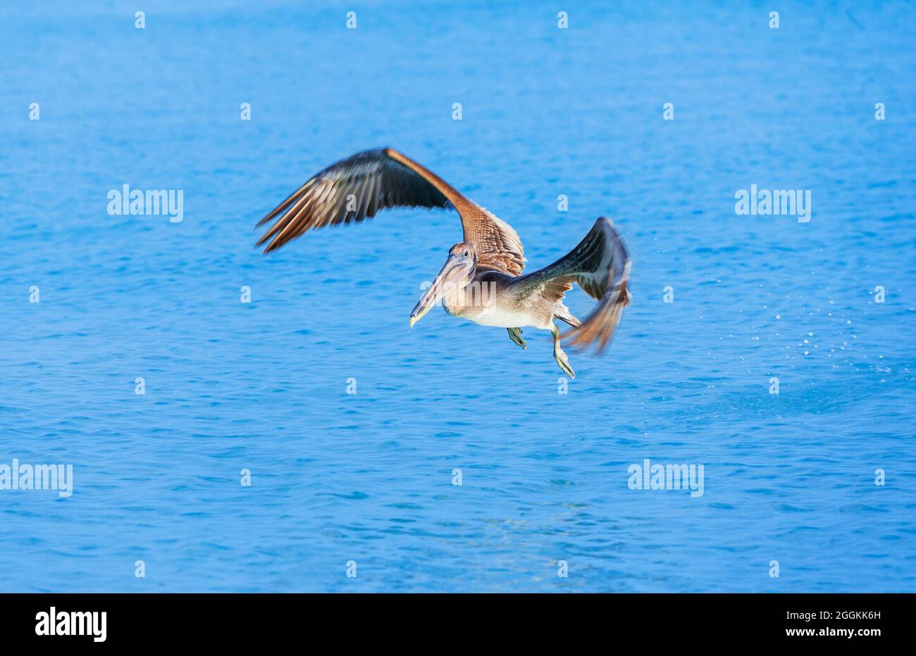 Pélican brun (Pelecanus occidentalis) en vol, Key West, Floride, États-Unis Banque D'Images