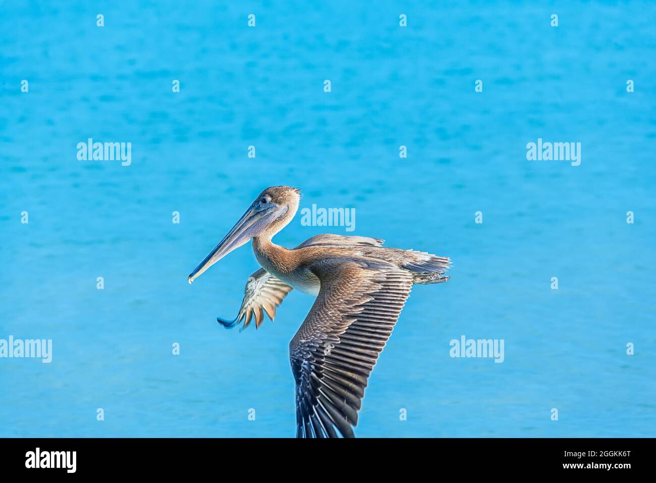 Pélican brun (Pelecanus occidentalis) en vol, Key West, Floride, États-Unis Banque D'Images