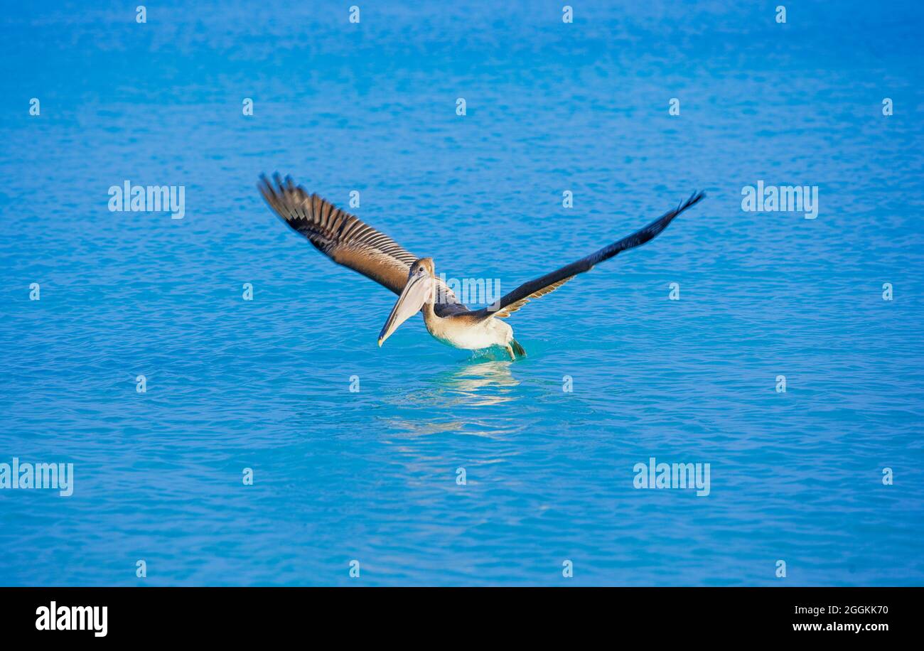 Pélican brun (Pelecanus occidentalis) départ du vol, Key West, Floride, États-Unis Banque D'Images