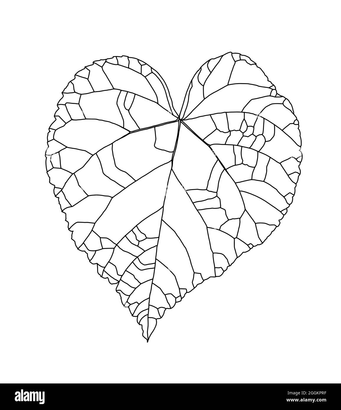Motif graphique linéaire d'une feuille de tilleul en forme de cœur isolée sur un fond blanc. Illustration vectorielle. Élément pour le design dans le style des dessins au trait. Illustration de Vecteur