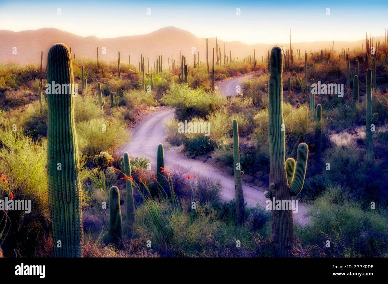 Saguaro cactus et floraison ocotillo avec la route. Parc national de Saguaro. Arizona Banque D'Images