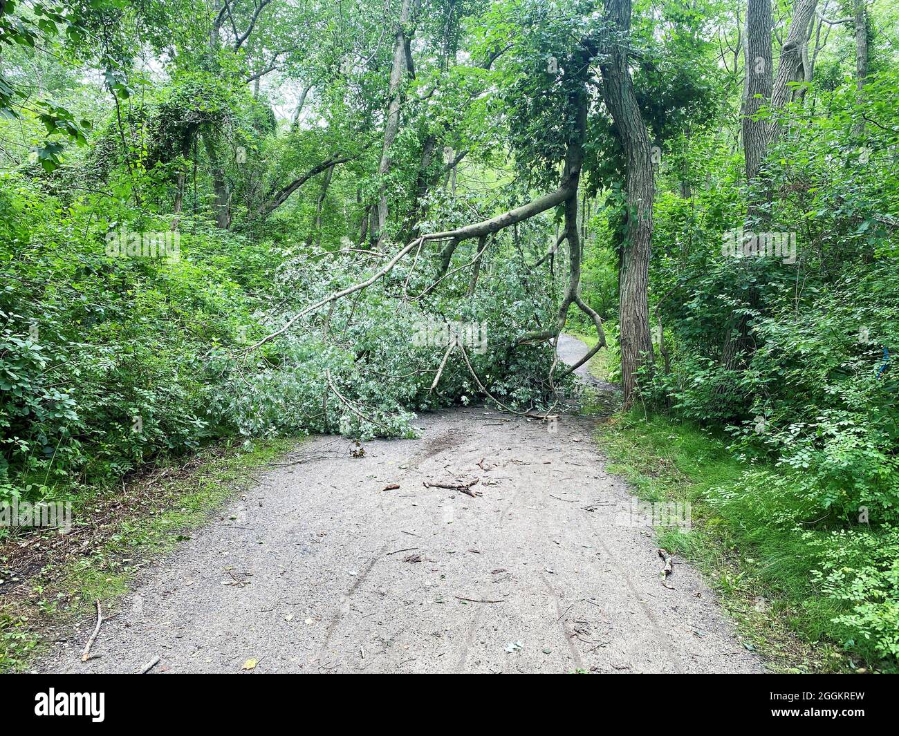 Branche arborescente couvrant un sentier de randonnée en terre dans les bois sur le sentier Southards après une tempête à Babylone New York. Banque D'Images
