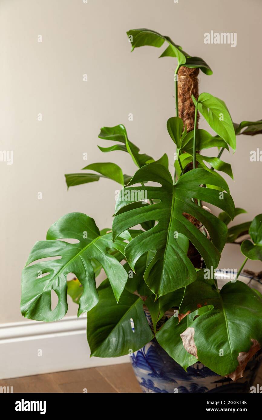 Swiss Cheese plant (Monstera deliciosa) Banque D'Images