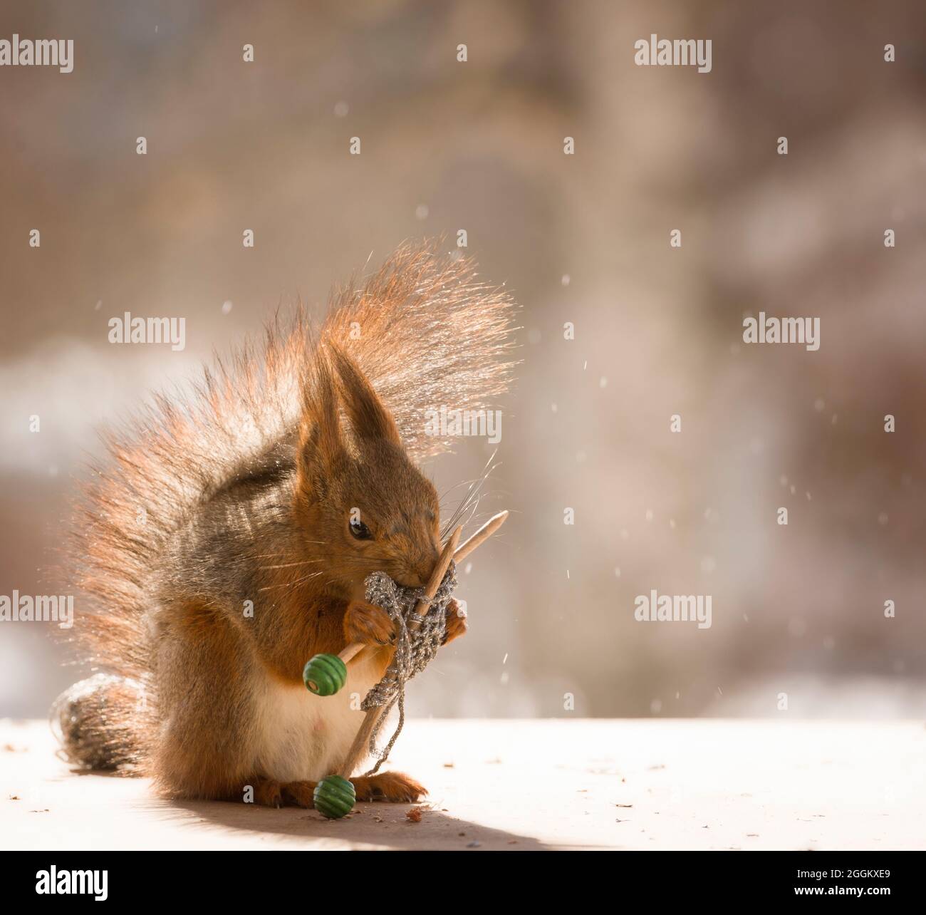 L'écureuil roux est la tenue des aiguilles à tricoter Banque D'Images