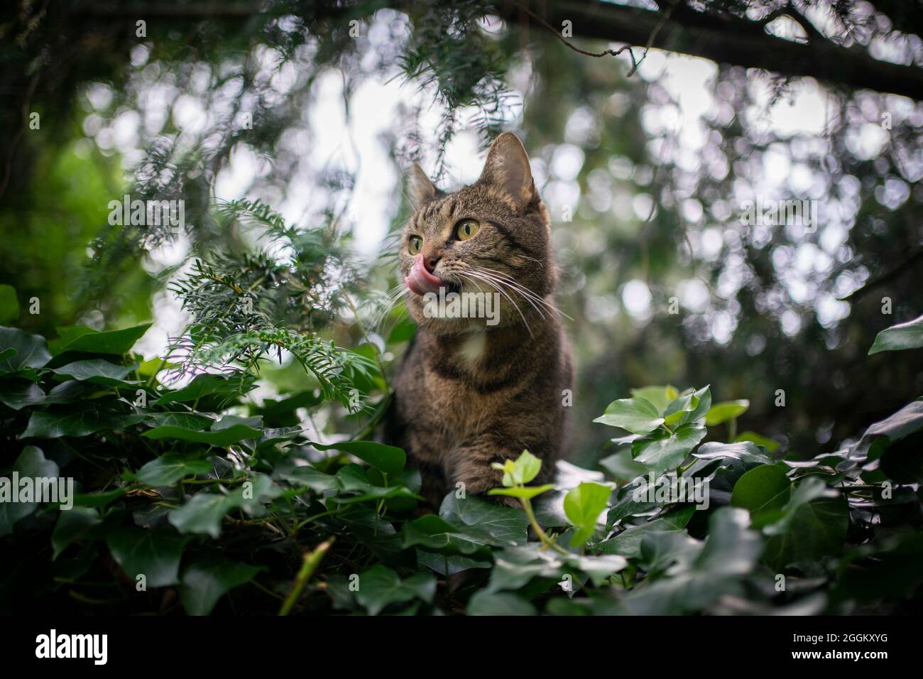 chat domestique affamé de shorthair dehors dans la nature verte sur la prowl observant les oiseaux léchant des lèvres Banque D'Images