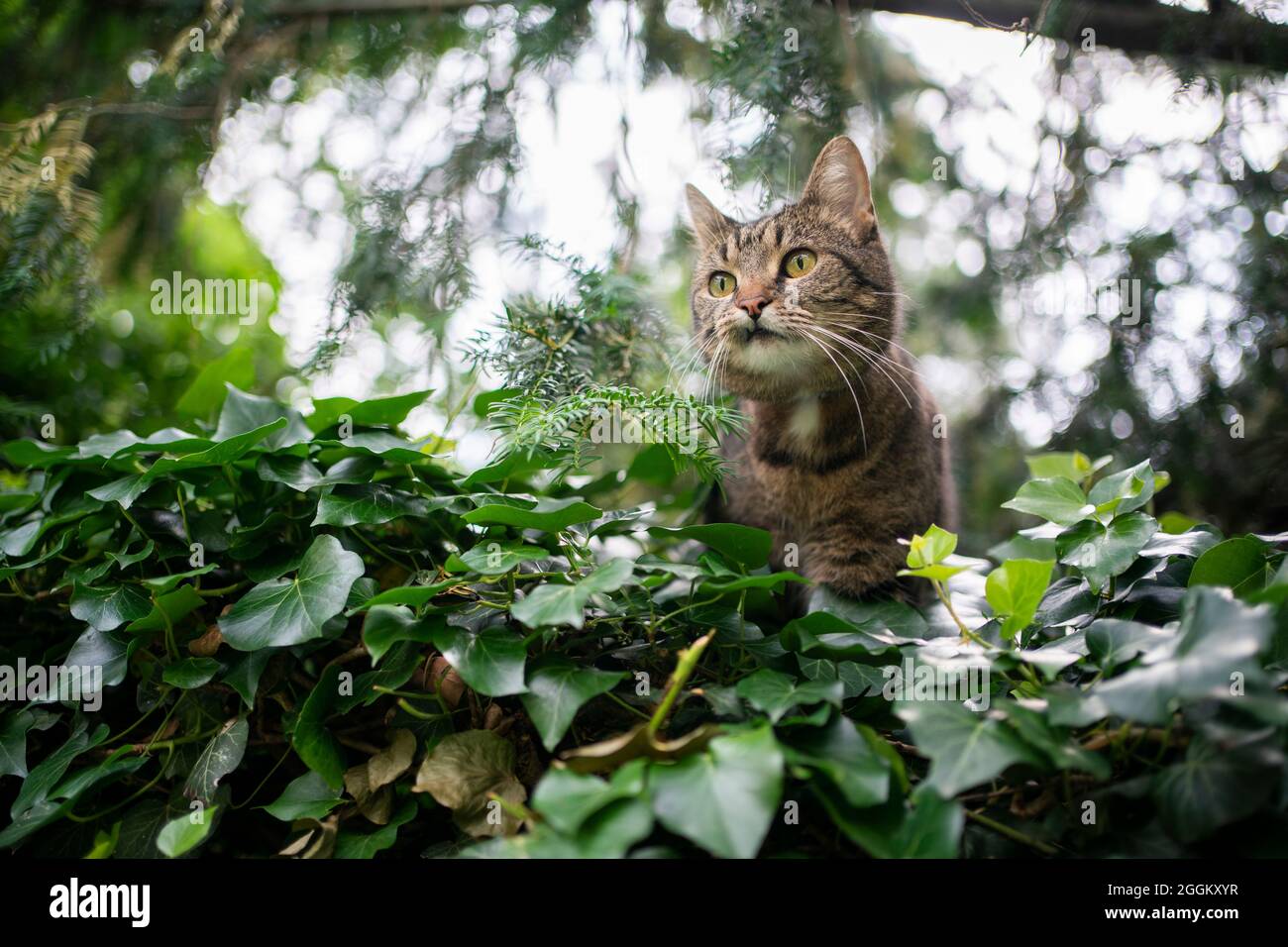 tabby domestique shorthair chat à l'extérieur dans la nature verte sur la prowl observant le jardin Banque D'Images