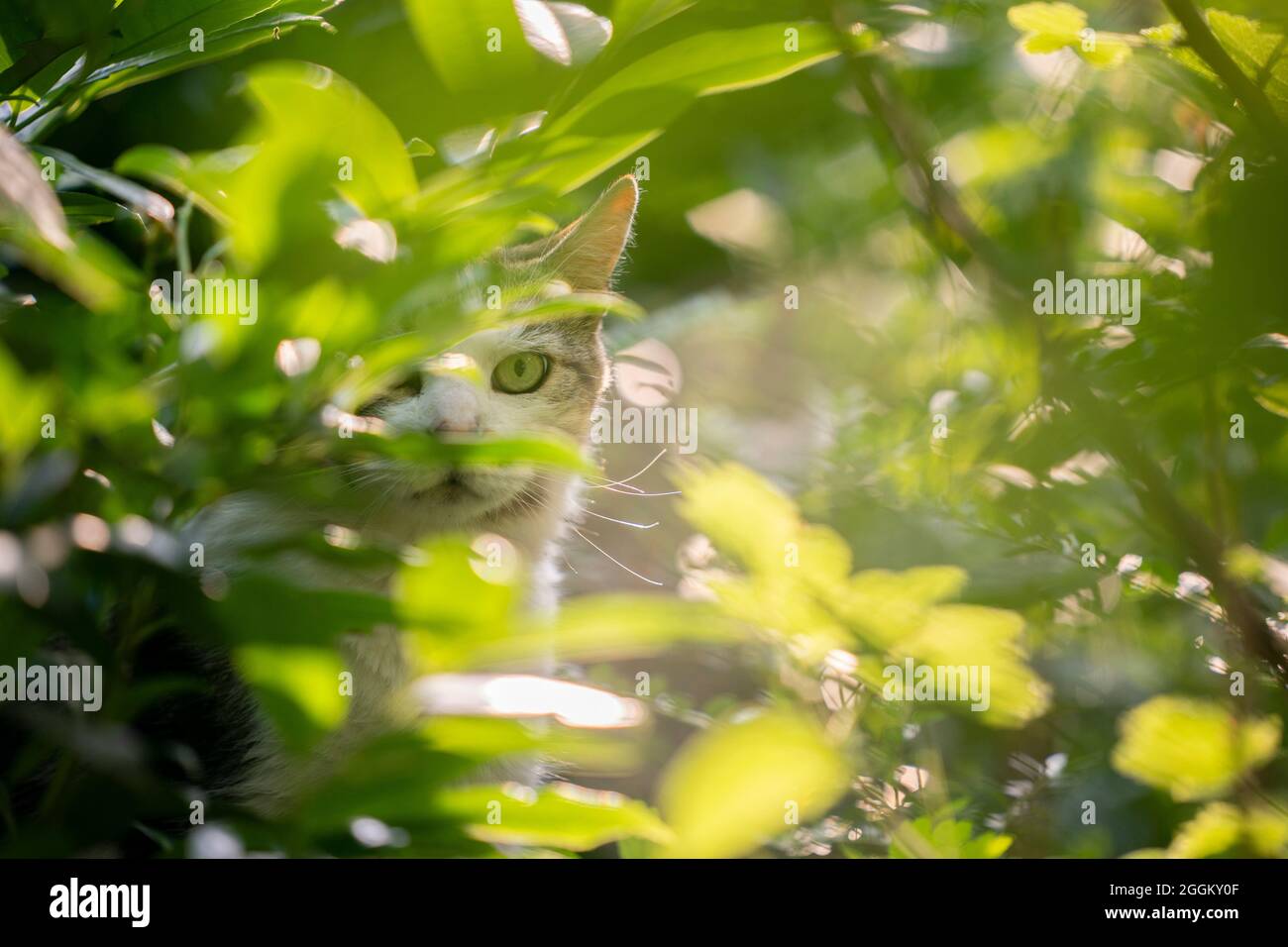 timide blanc tabby domestique shorthair chat assis entre les buissons dans la lumière du soleil regardant la caméra Banque D'Images