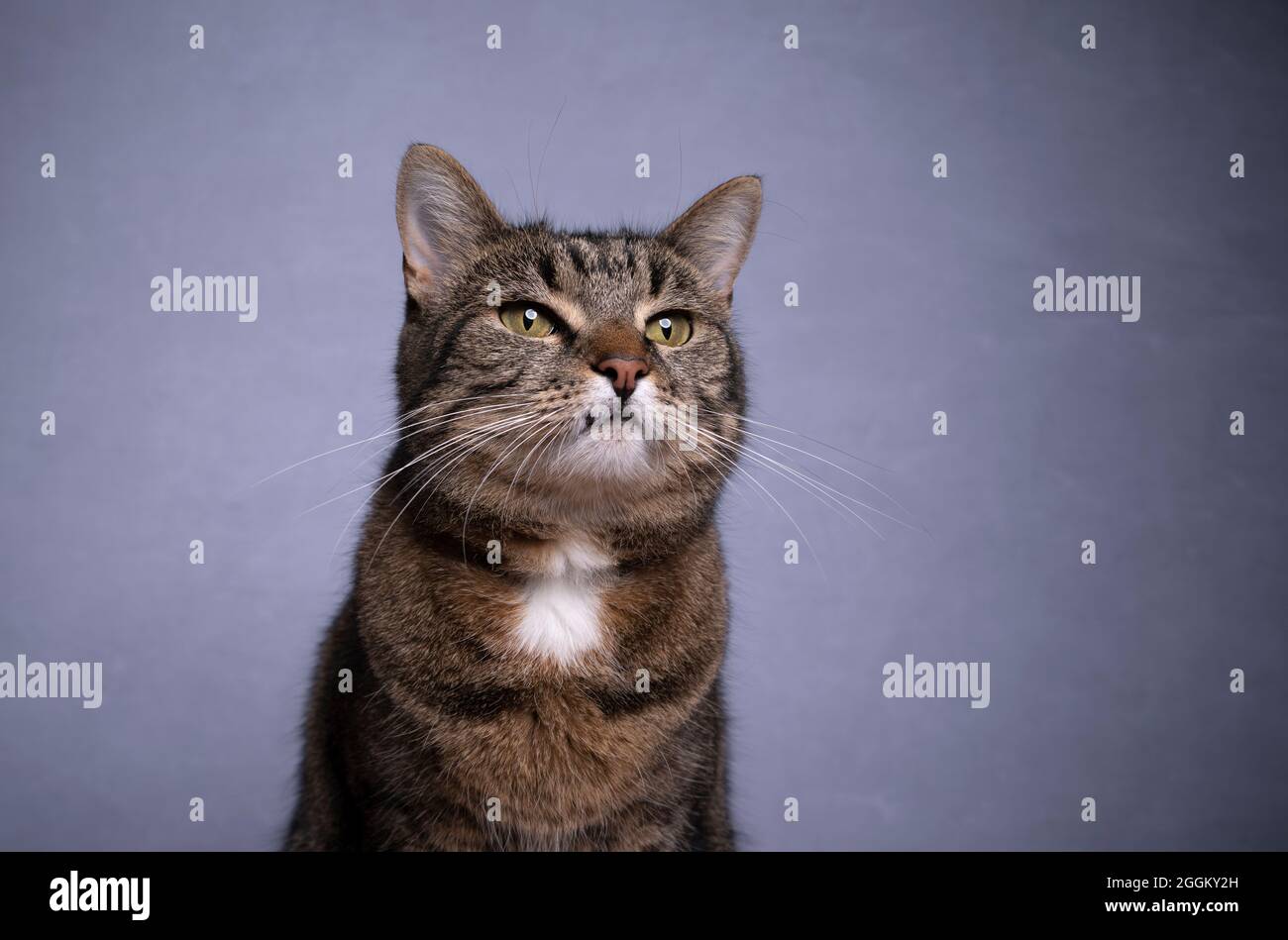 tabby domestique shorthair chat portrait sur fond de béton gris avec espace de copie Banque D'Images