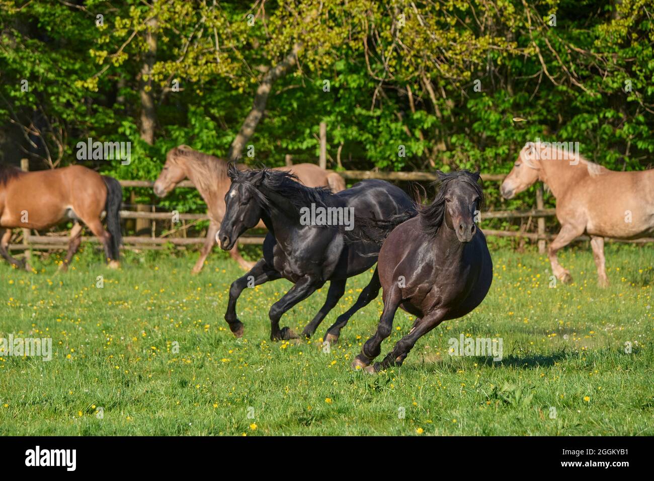 Cheval, l'étalon chase jument à travers le pâturage au printemps Banque D'Images