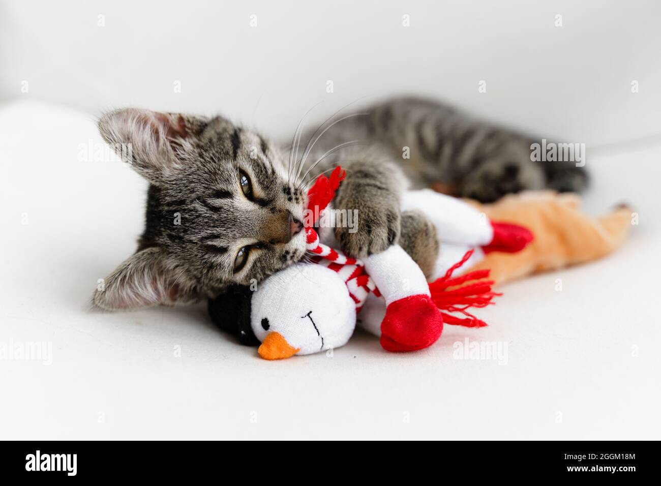 Le chaton gris tabby joue avec le jouet en peluche de Noël de cerf. Animaux de compagnie de Noël chat. Vacances d'hiver à la maison. Nouvel an animal drôle Banque D'Images