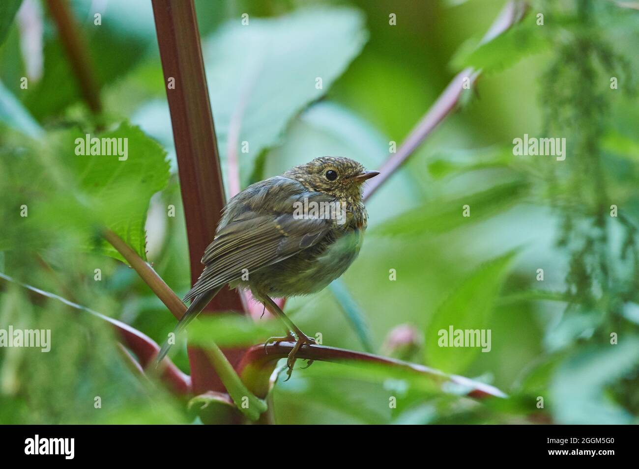 Robin européen (erithacus rubecula), jeune oiseau, branche, latéralement, assis Banque D'Images