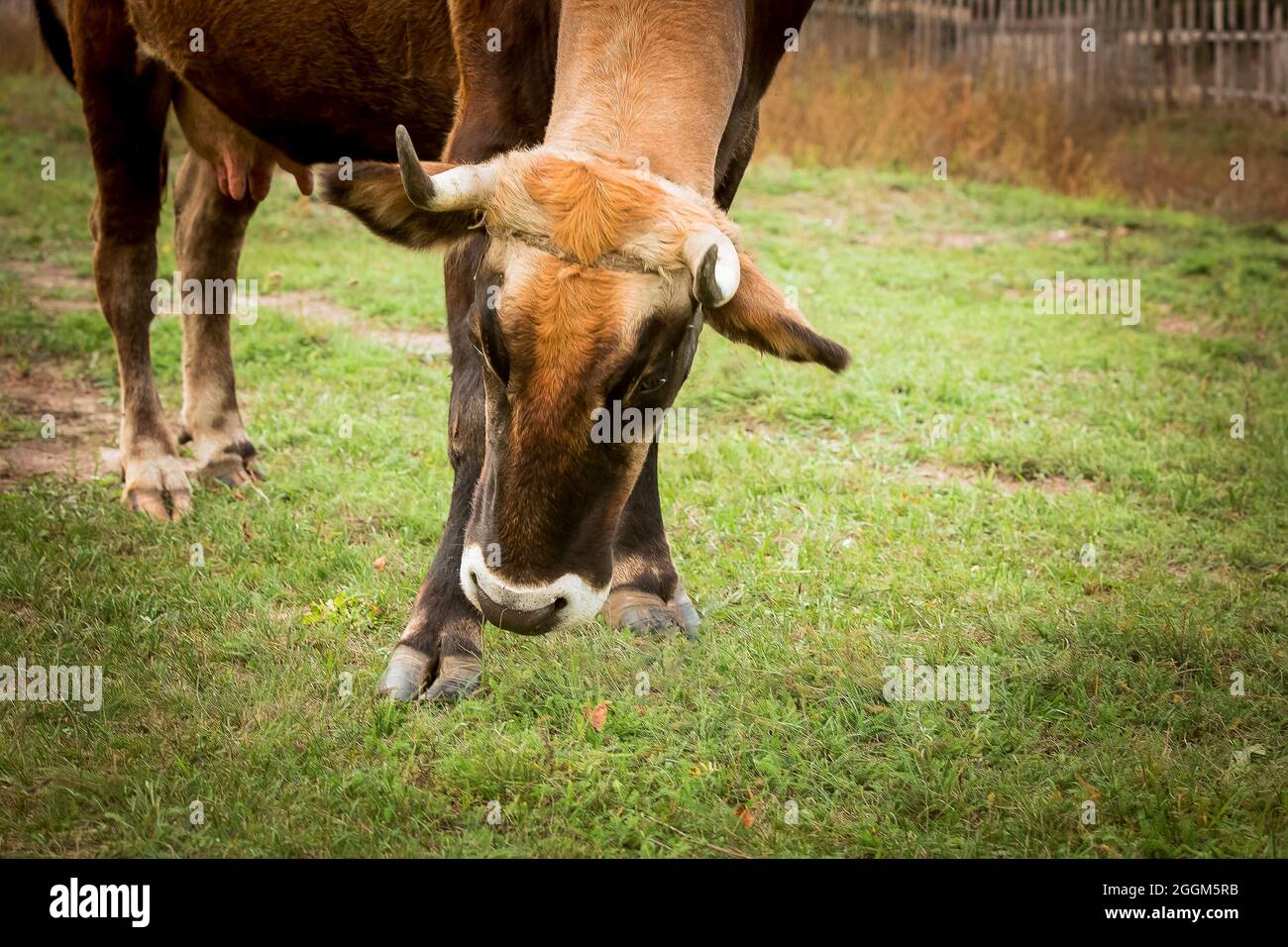 Gros plan d'une vache rouge-blanche sur un pré. Bull est un symbole du nouvel an et de Noël 2021.concept du nouvel an heureux Banque D'Images