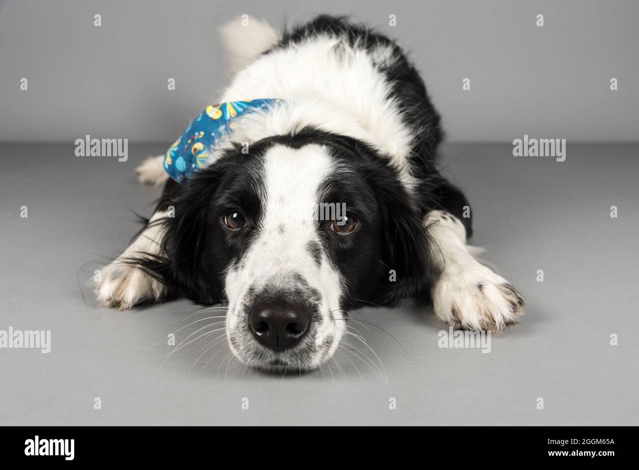 Une femme de 4 ans Border Collie / Springer Spaniel (Sprollie) chien (appelé Jess) photographié sur fond gris studio. Banque D'Images
