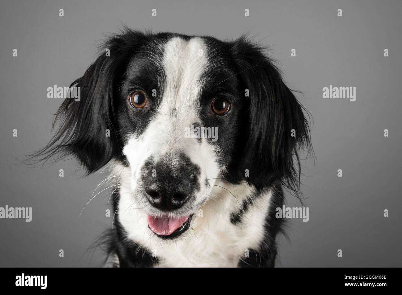 Une femme de 5 ans Border Collie / Springer Spaniel (Sprollie) chien (appelé Jess) photographié sur fond gris studio. Banque D'Images