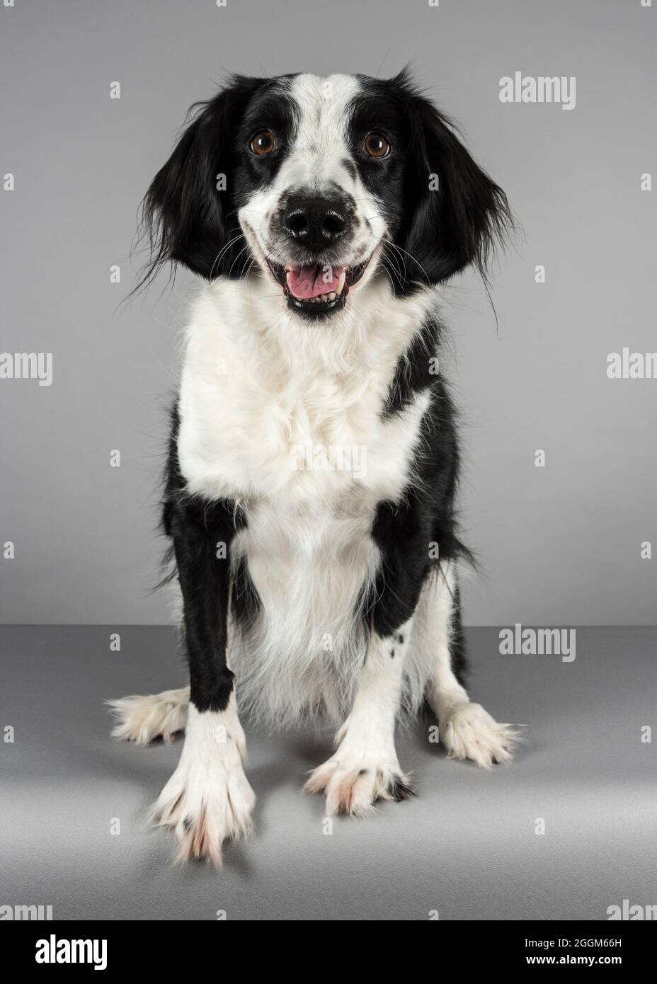 Une femme de 6.5 ans Border Collie / Springer Spaniel (Sprollie) chien (appelé Jess) photographié sur fond gris studio. Banque D'Images