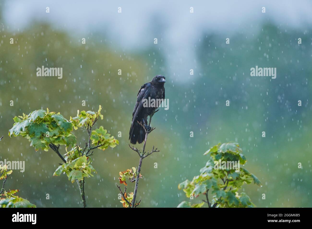 Corbeau-carrion (Corvus corone), branche, pluie, frontal, assis, regardez la caméra Banque D'Images