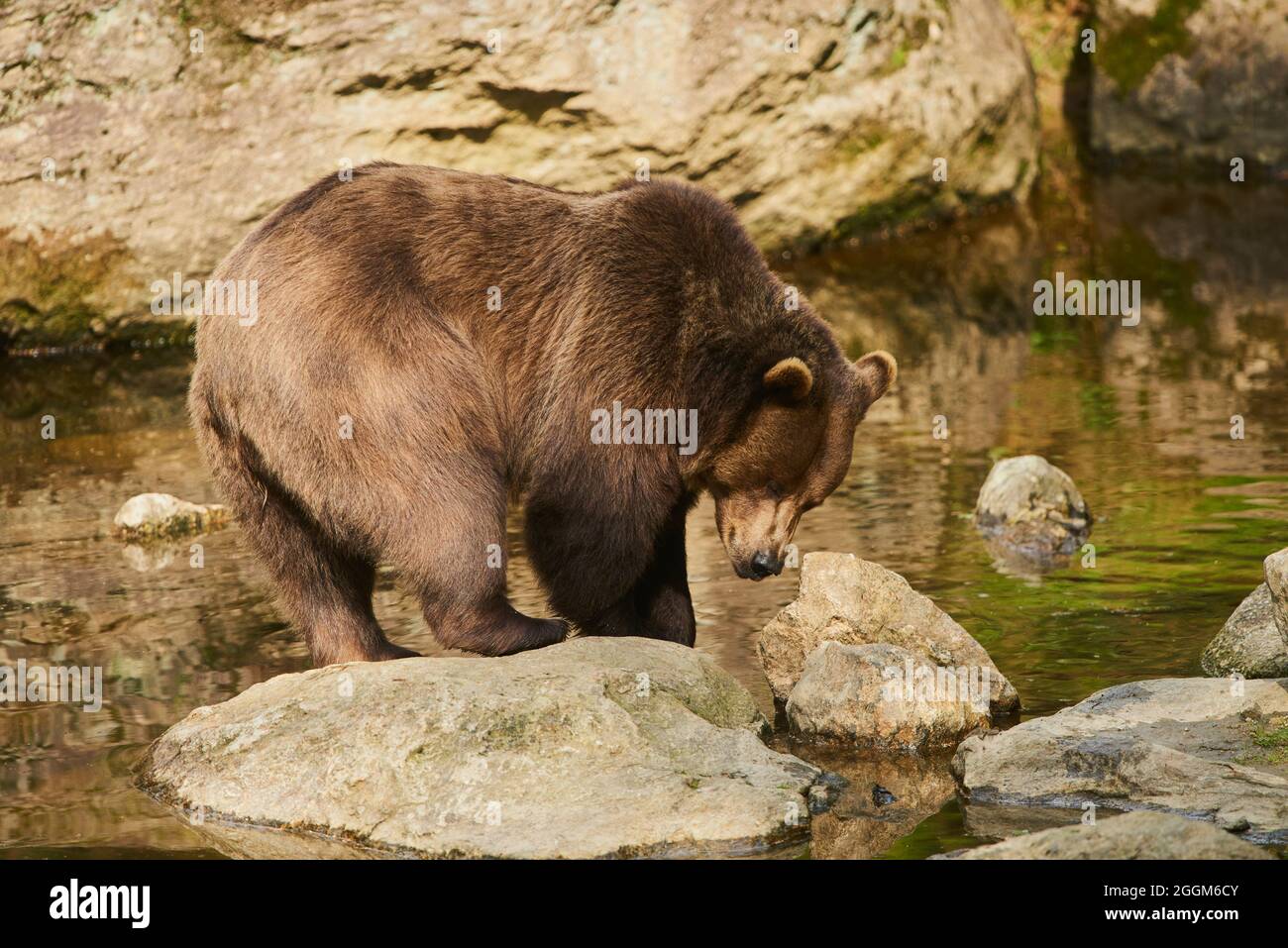 Ours brun eurasien (Ursus arctos arctos), rivage, eau, peuplement Banque D'Images