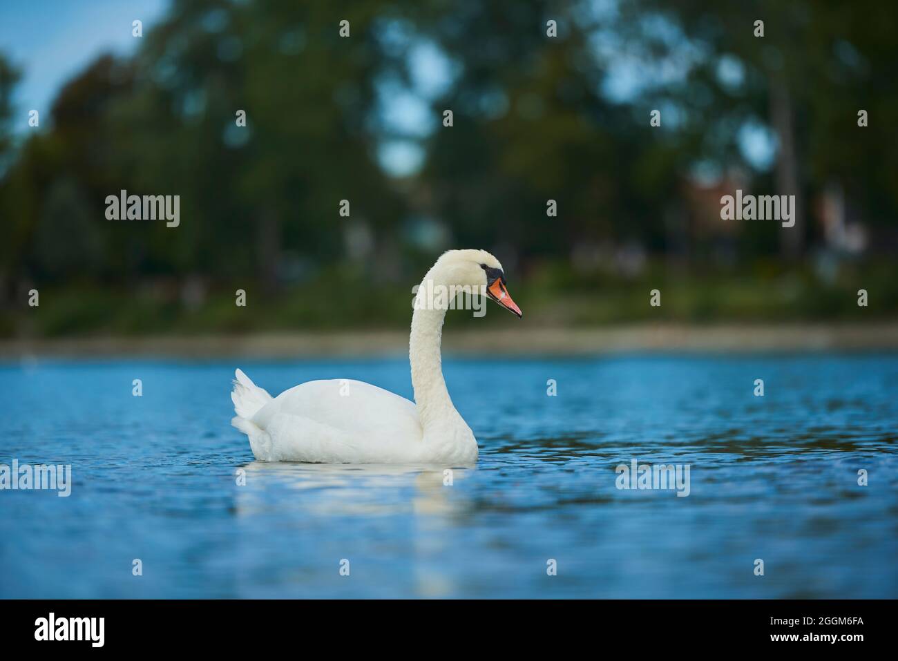 Muet cygne (Cygnus olor), lac, latéralement, natation Banque D'Images