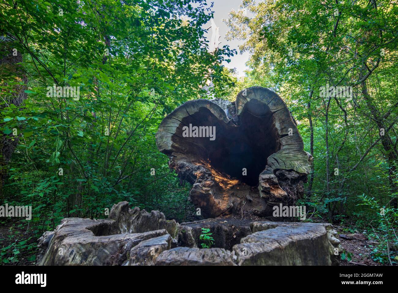Vienne, arbre tombé avec une transe en forme de coeur à Lobau, une partie du parc national Donau-Auen (Parc national du Danube-Auen) en 22. Donaustadt, Vienne, Autriche Banque D'Images