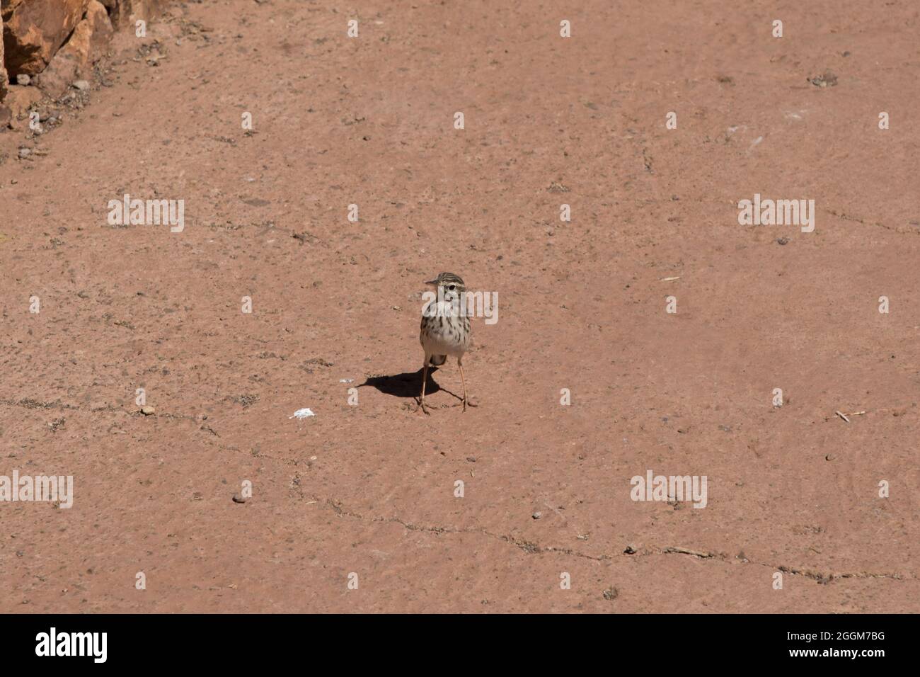 Le curlew en pierre repose au sommet de Garajonay, sur les hauteurs de la Gomera des îles Canaries. Banque D'Images